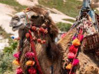 Geschmücktes Dromedar bei Uçhisar